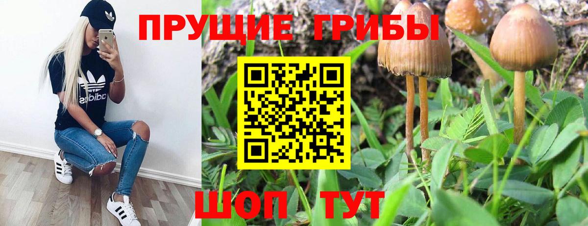 Псилоцибиновые грибы GOLDEN TEACHER  Вход с VPN  Красногорск 